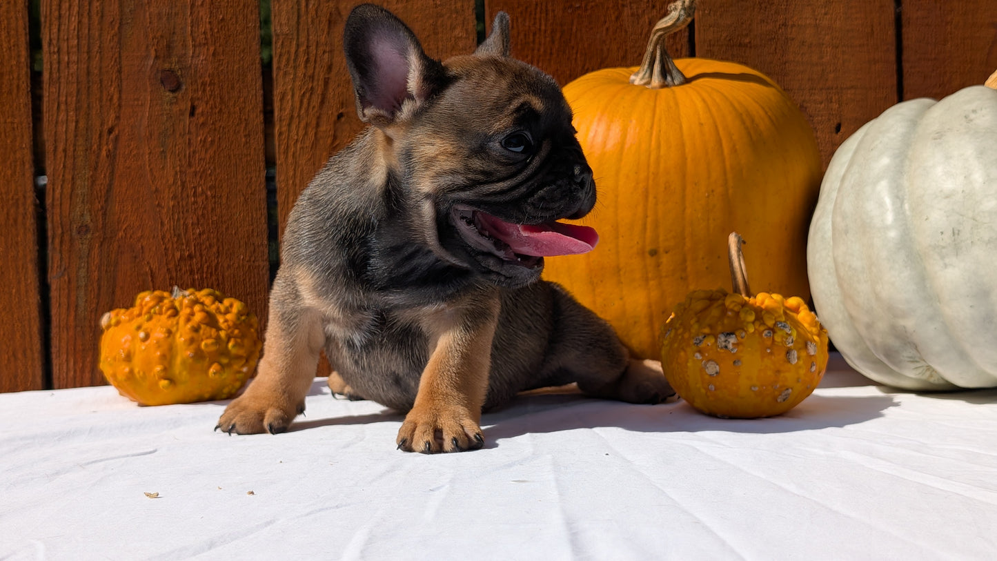 FRENCH BULLDOG (08/12) MALE