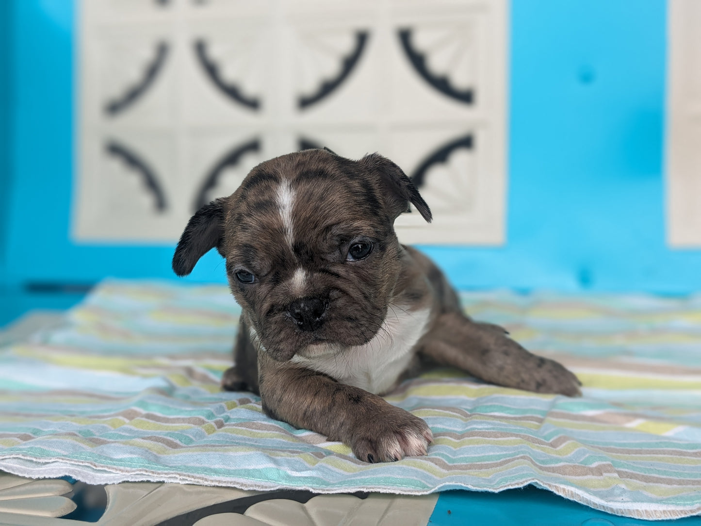 FRENCHTON (04/11) MALE