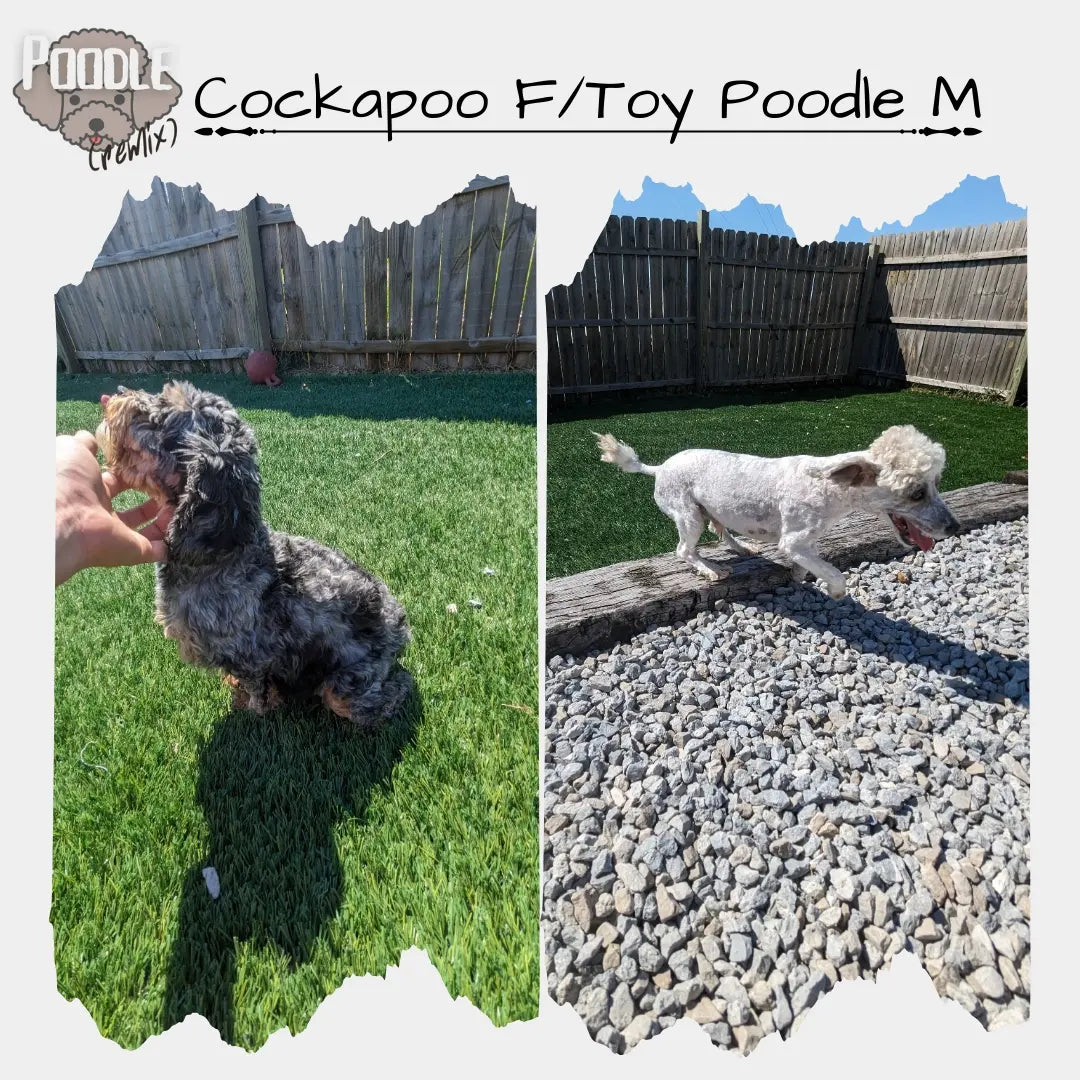 F1B COCKAPOOS (03/12) MALE