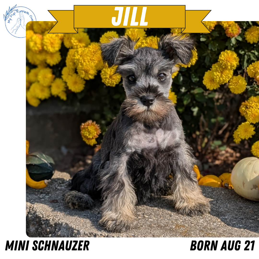 MINI SCHNAUZER (08/21) FEMALE