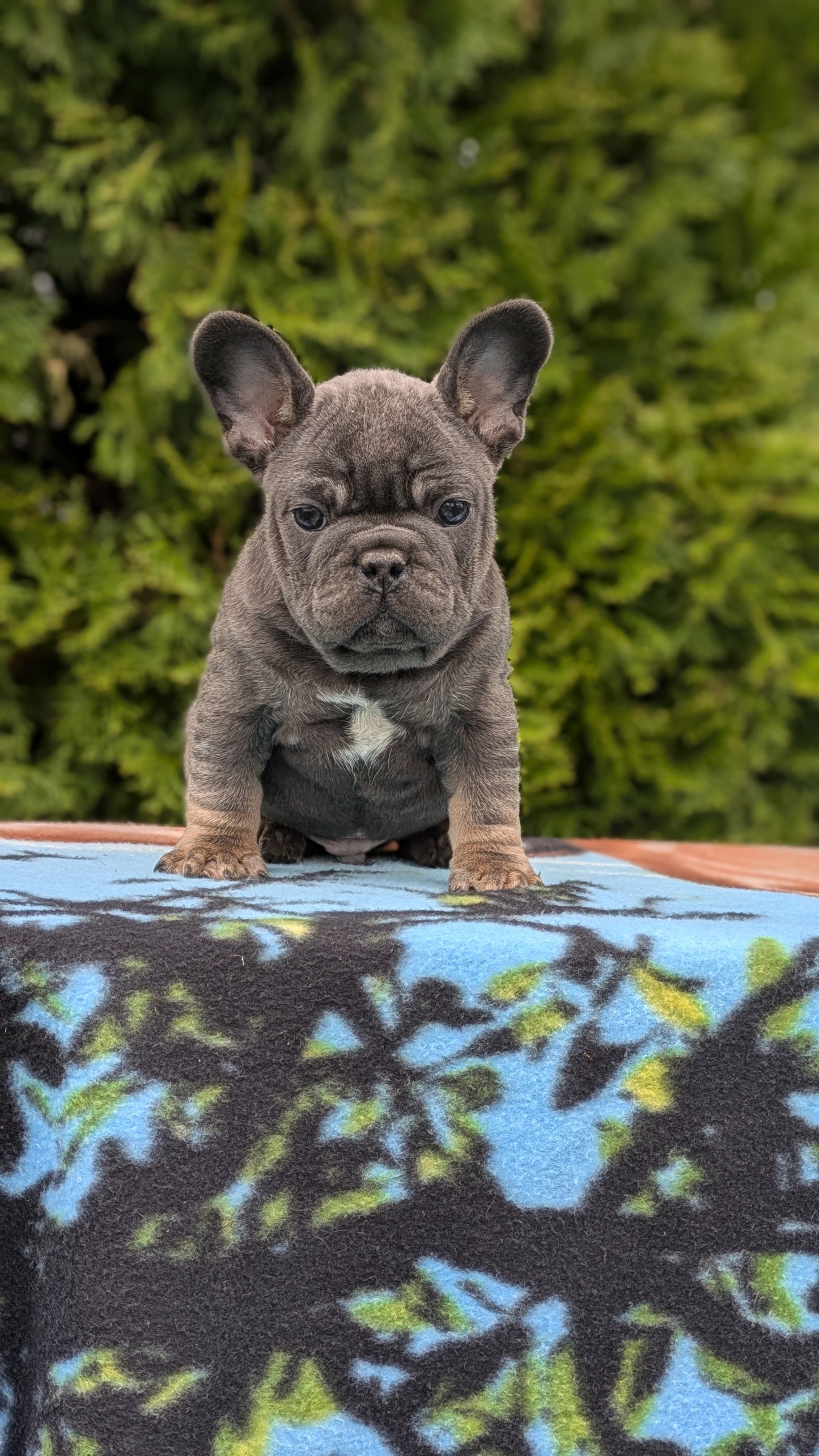 FRENCH BULLDOG (03/04) MALE