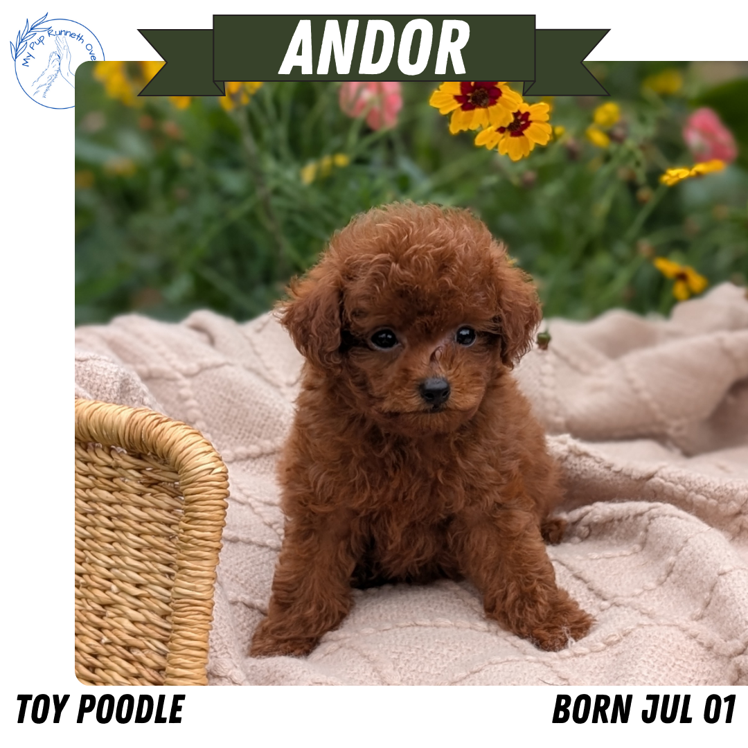 TOY POODLE (07/01) MALE
