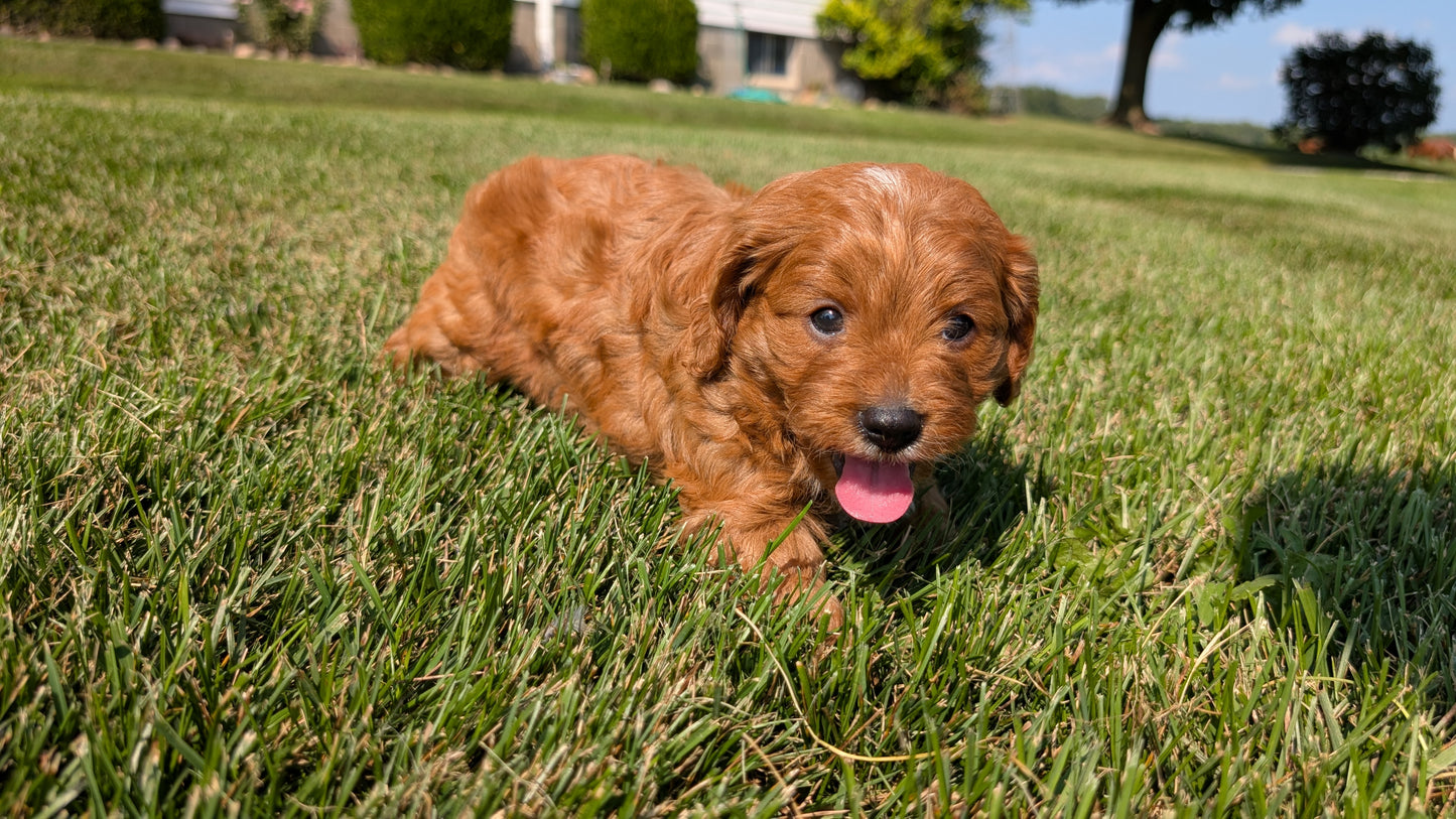 CAVAPOO (07/06) MALE