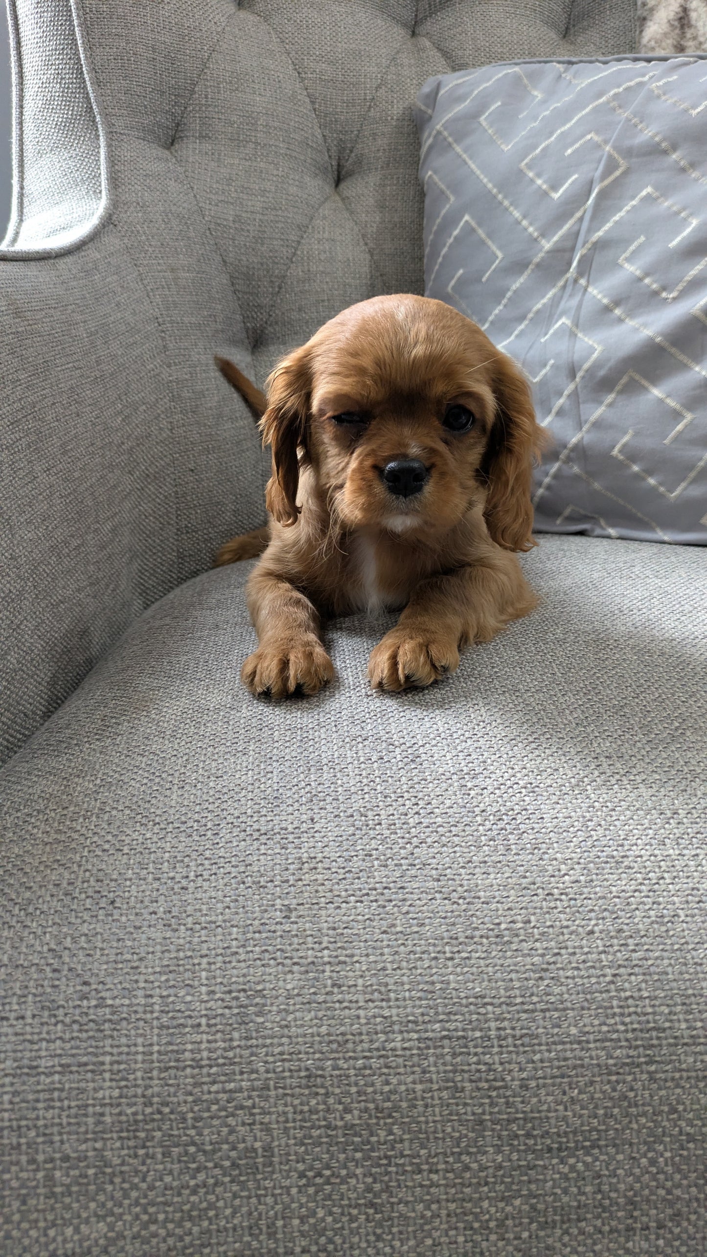 CAVALIER (12/26) FEMALE