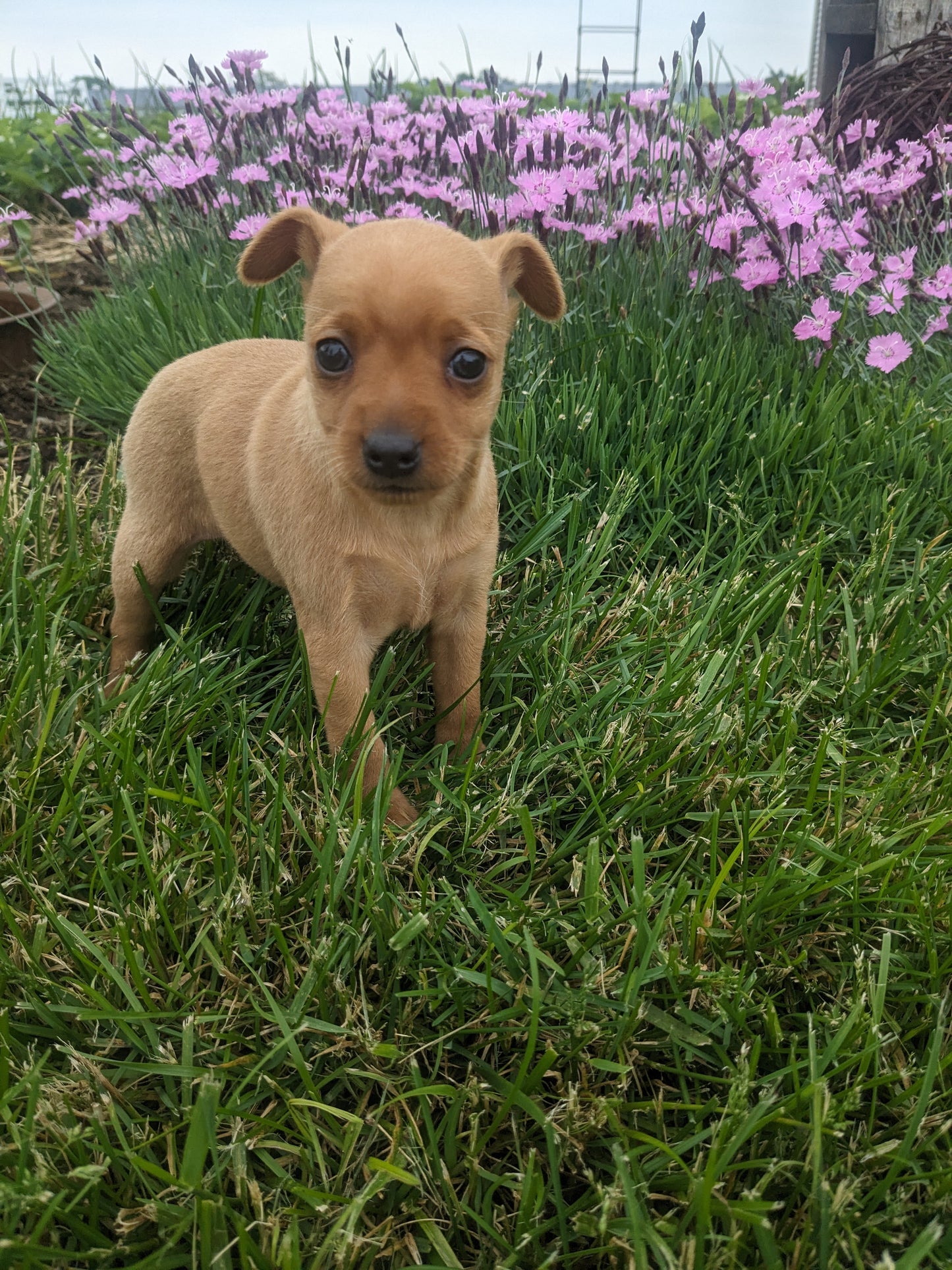 MINI PINSCHER (04/10) FEMALE