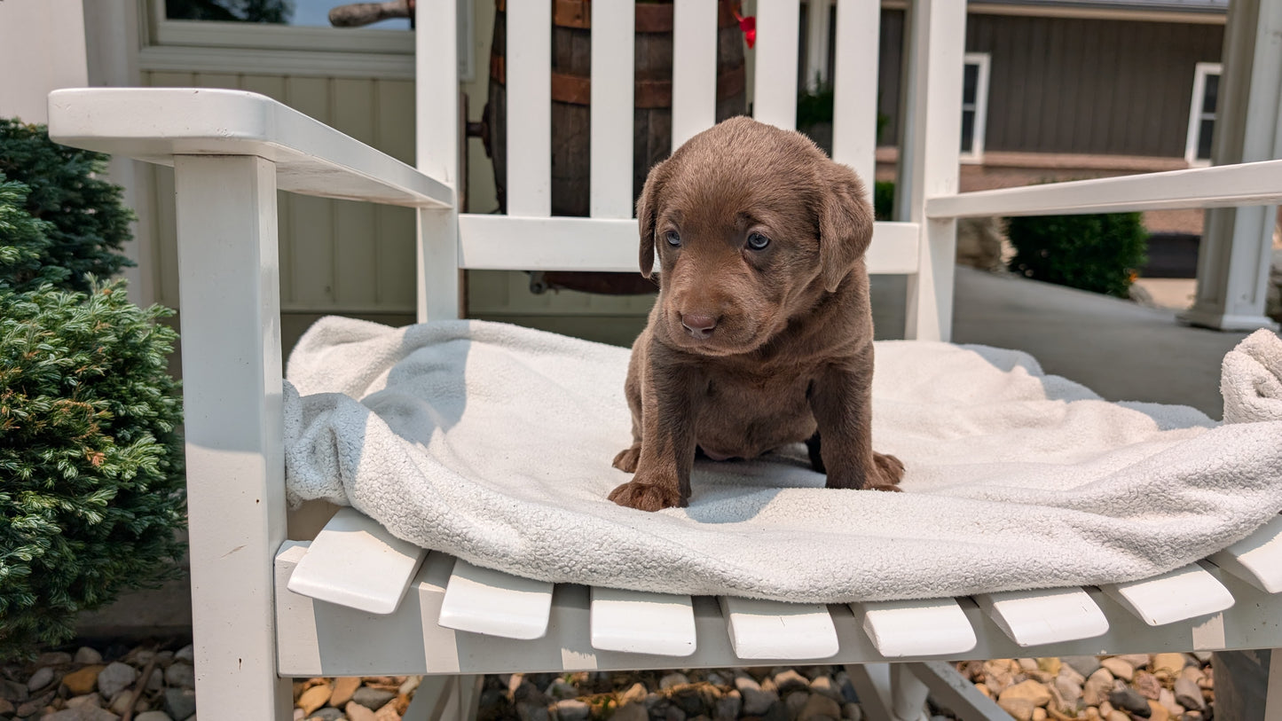 LABRADOR RETRIEVER (05/03) FEMALE