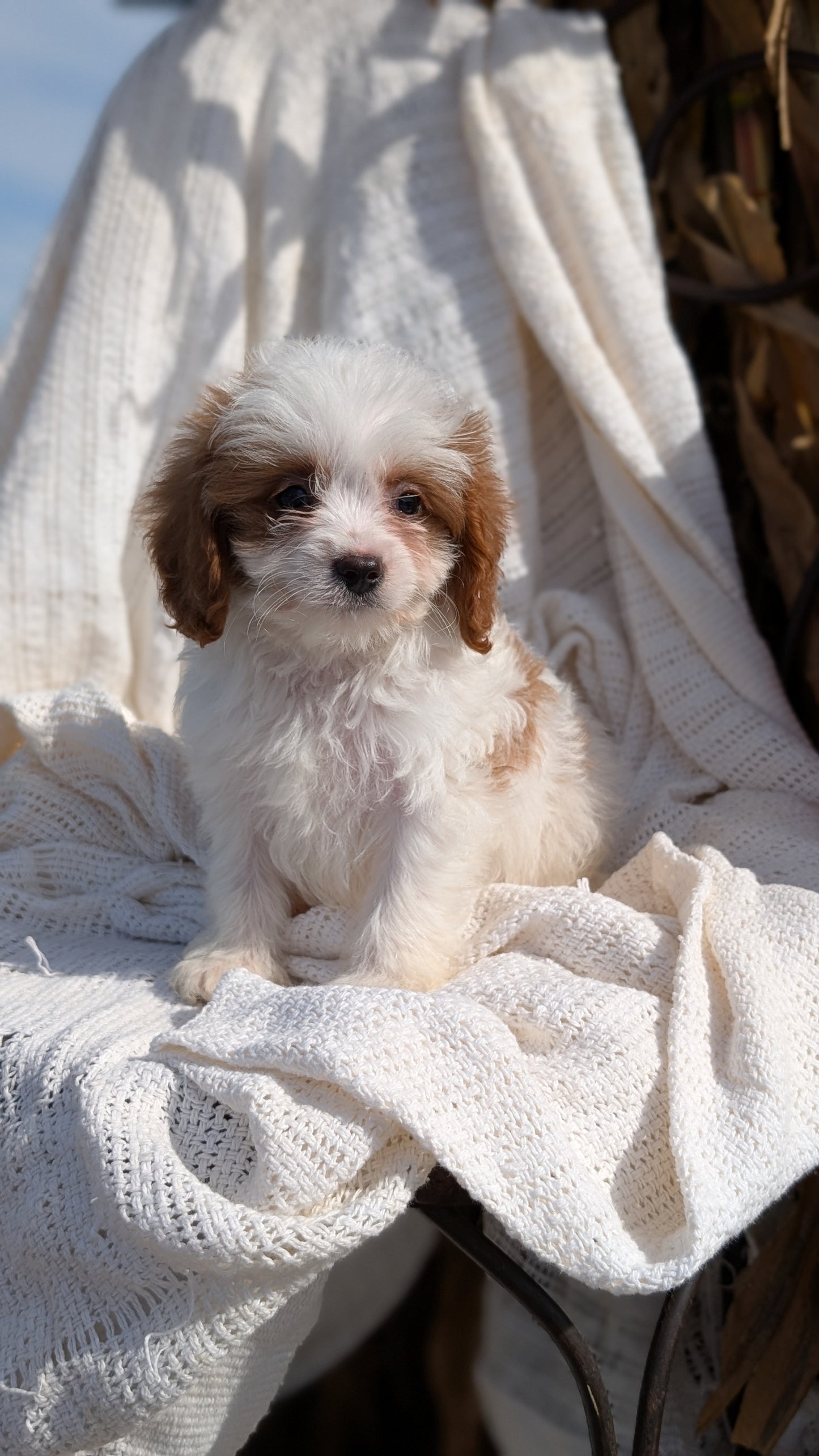 CAVAPOO (07/26) MALE
