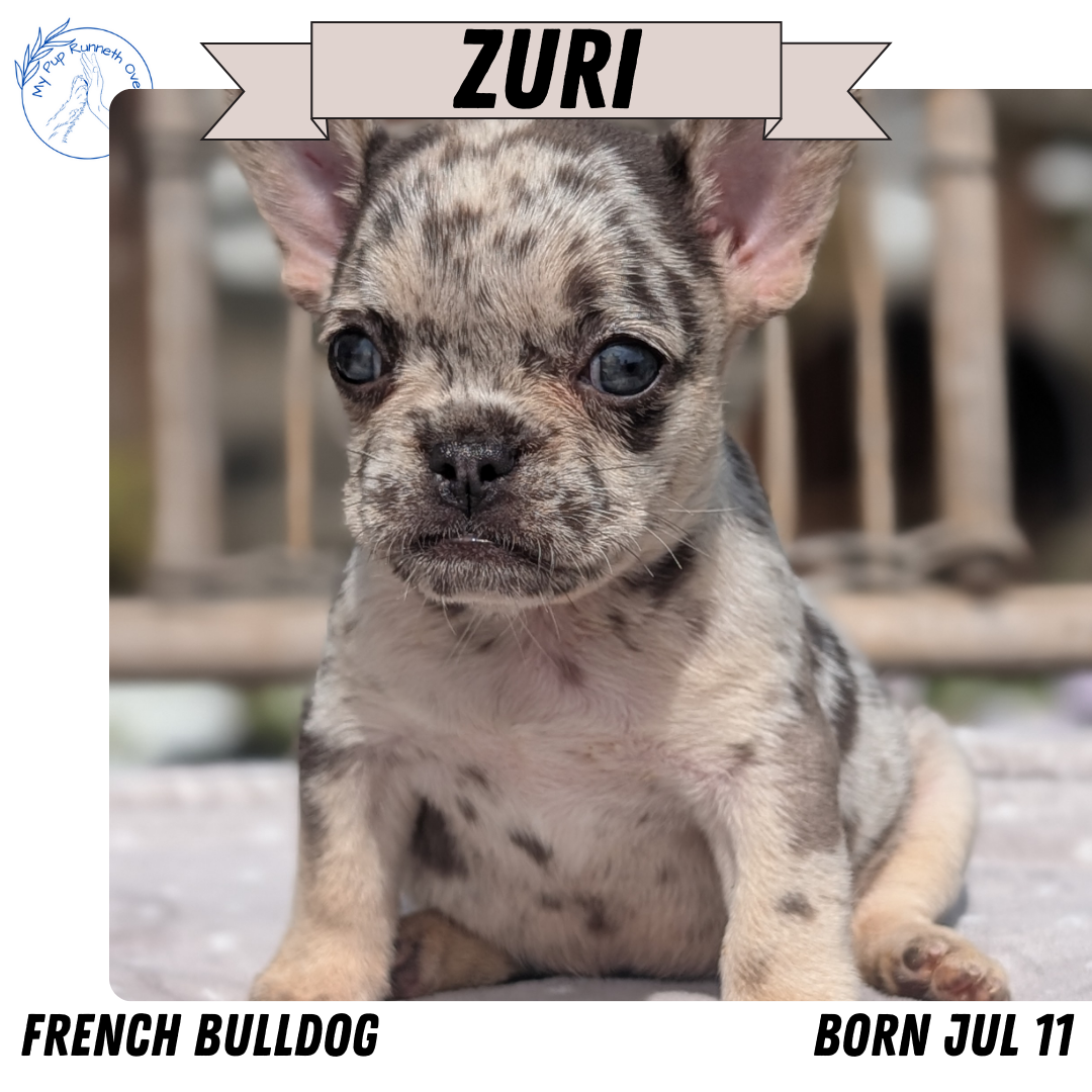 FRENCH BULLDOG (07/11) FEMALE