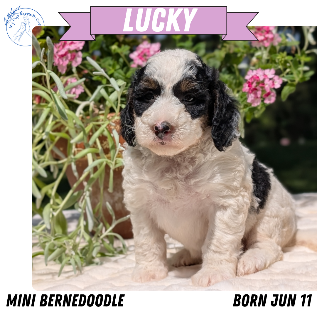 MINI BERNEDOODLE (06/11) FEMALE
