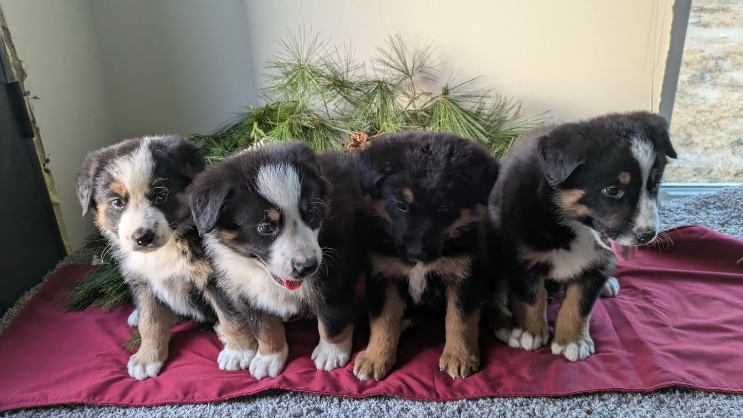 GOLDEN BERNESE (10/28) MALE