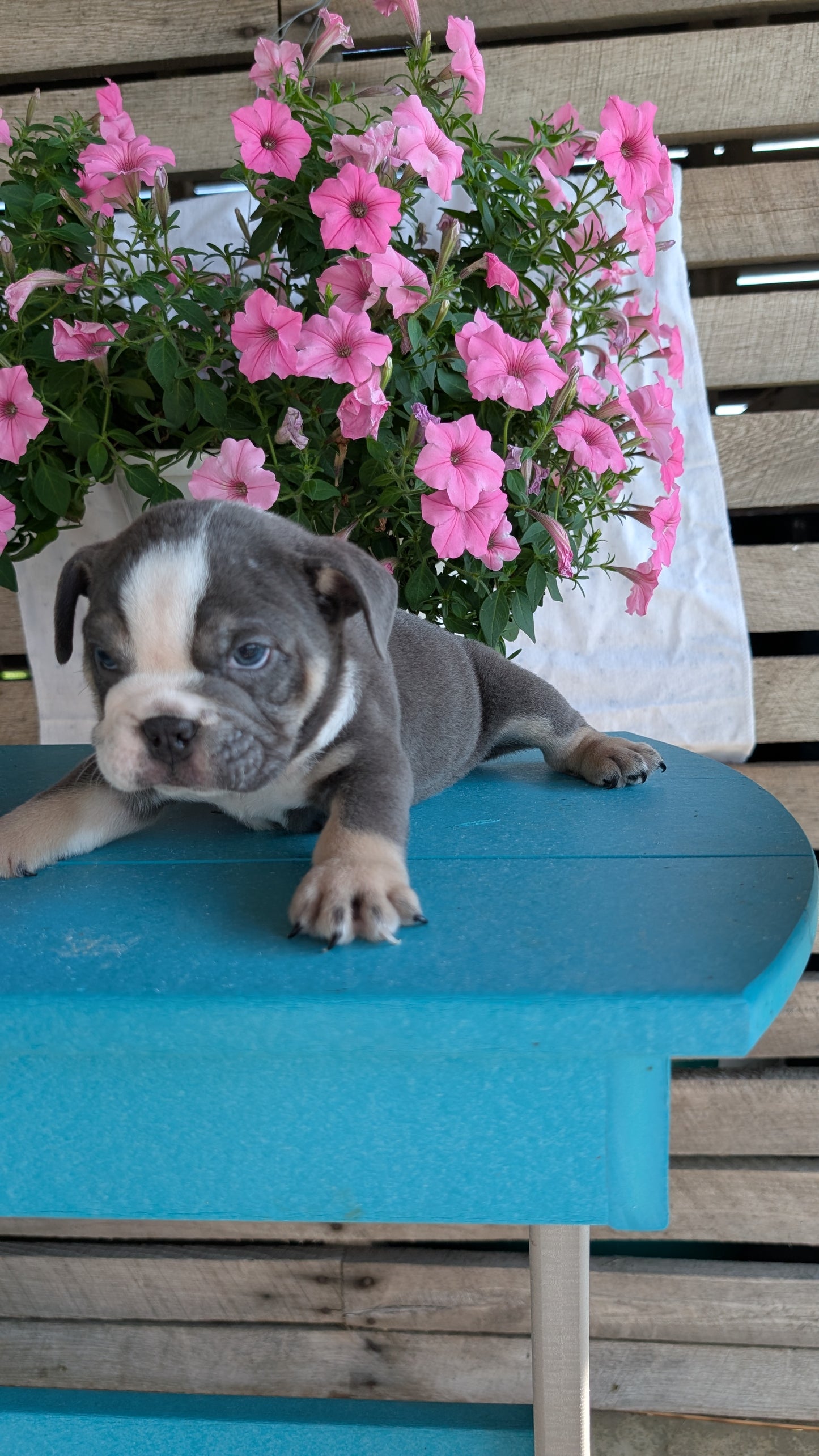 ENGLISH BULLDOG (06/30) MALE