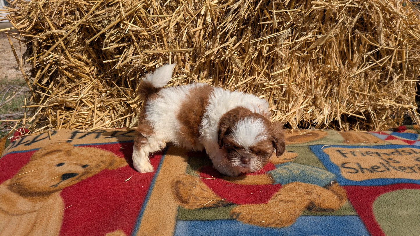 SHIH TZU (02/01) MALE