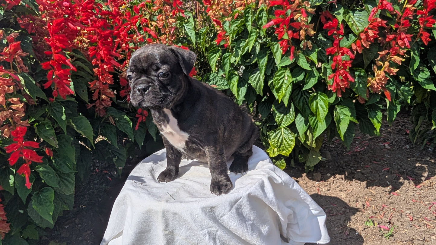 FRENCHTON (06/25) FEMALE