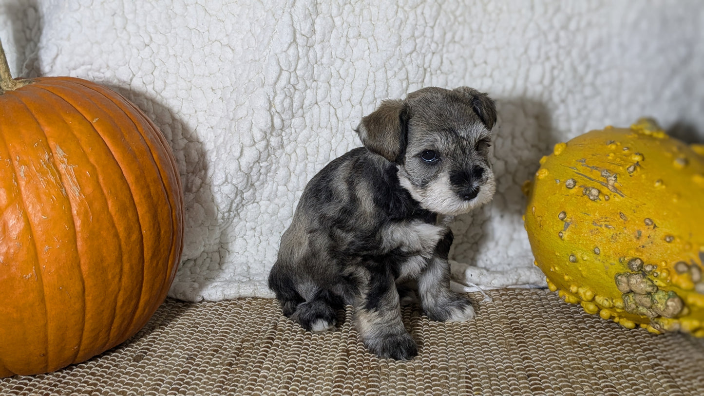 MINI SCHNAUZER (09/23) FEMALE