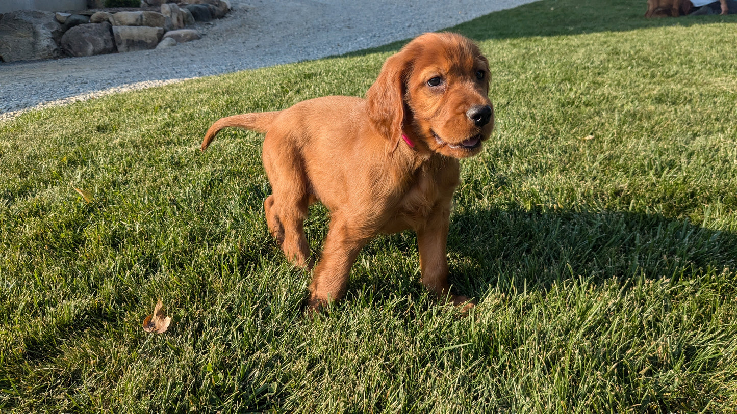 IRISH SETTER (07/20) FEMALE