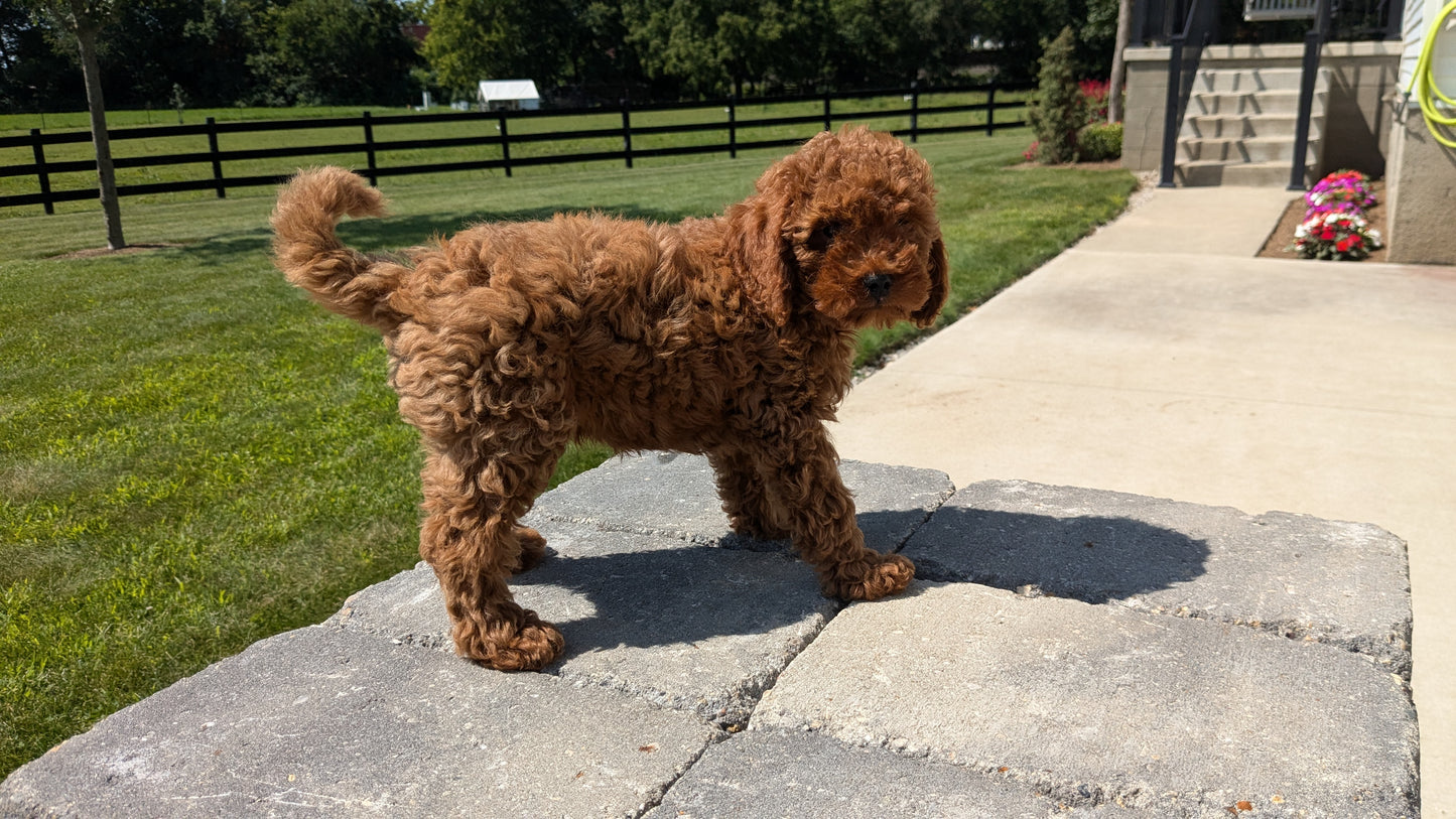 CAVAPOO (05/20) MALE