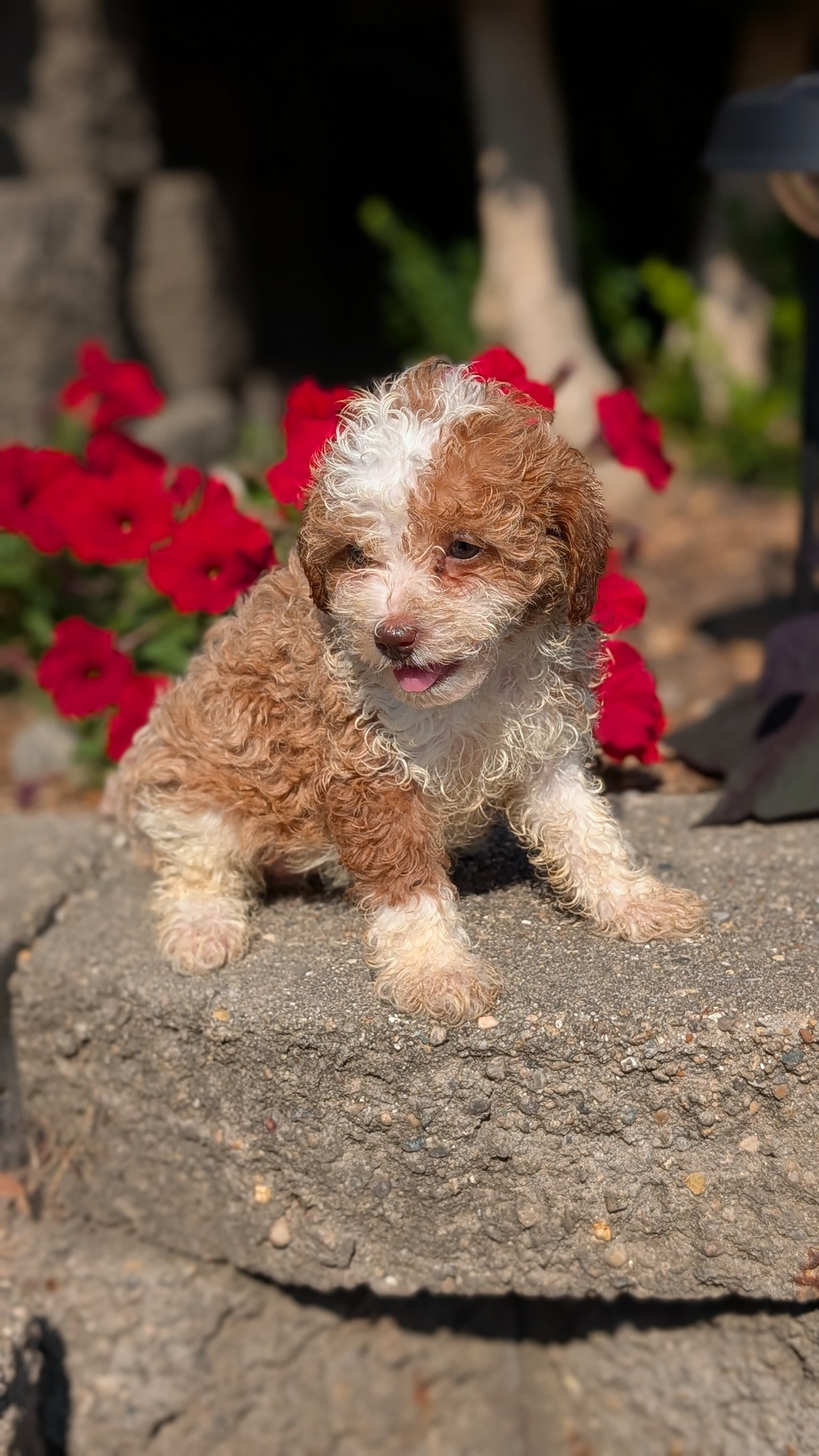 CAVAPOO (05/29) FEMALE