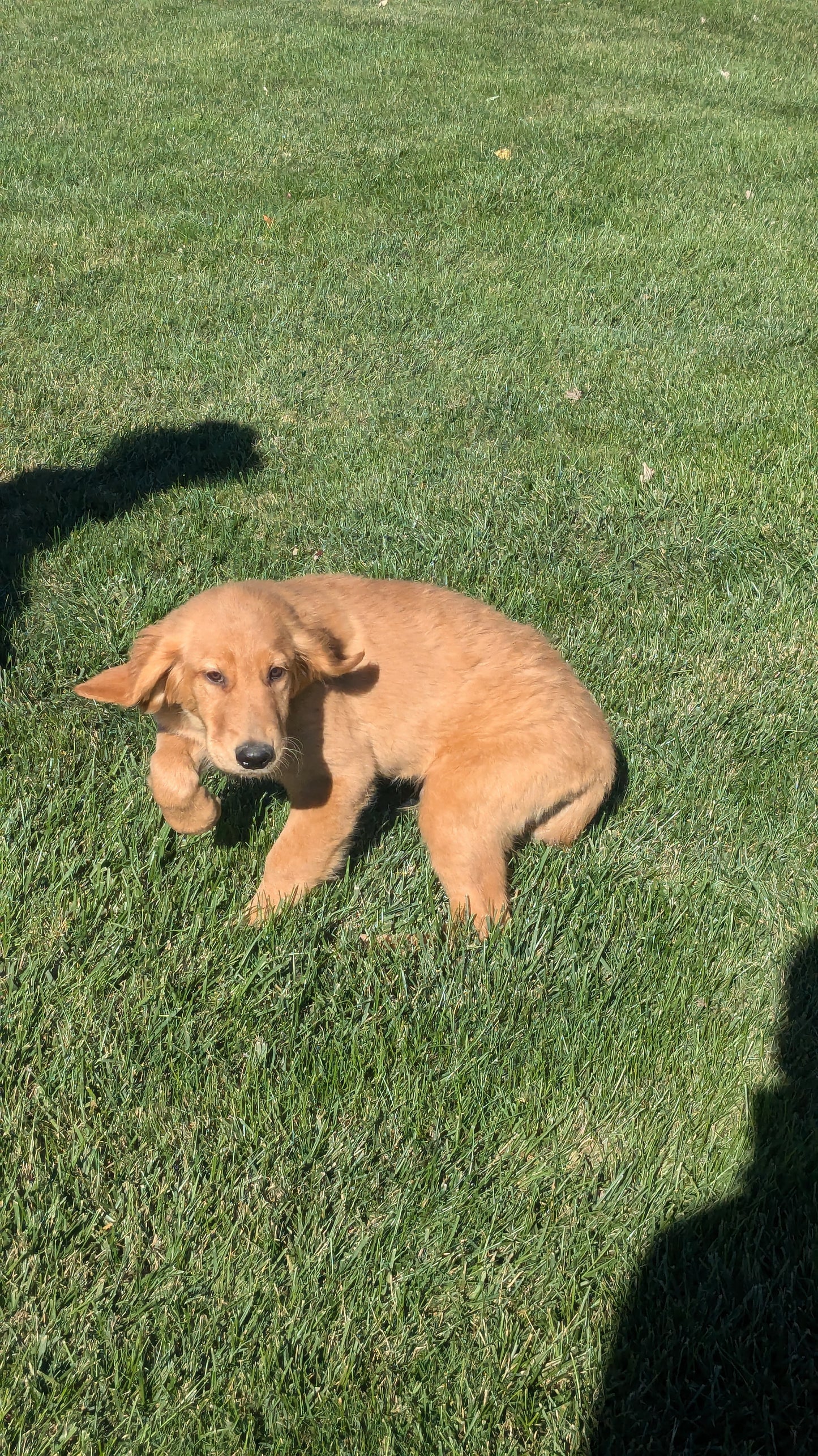 GOLDEN RETRIEVER (06/24) MALE