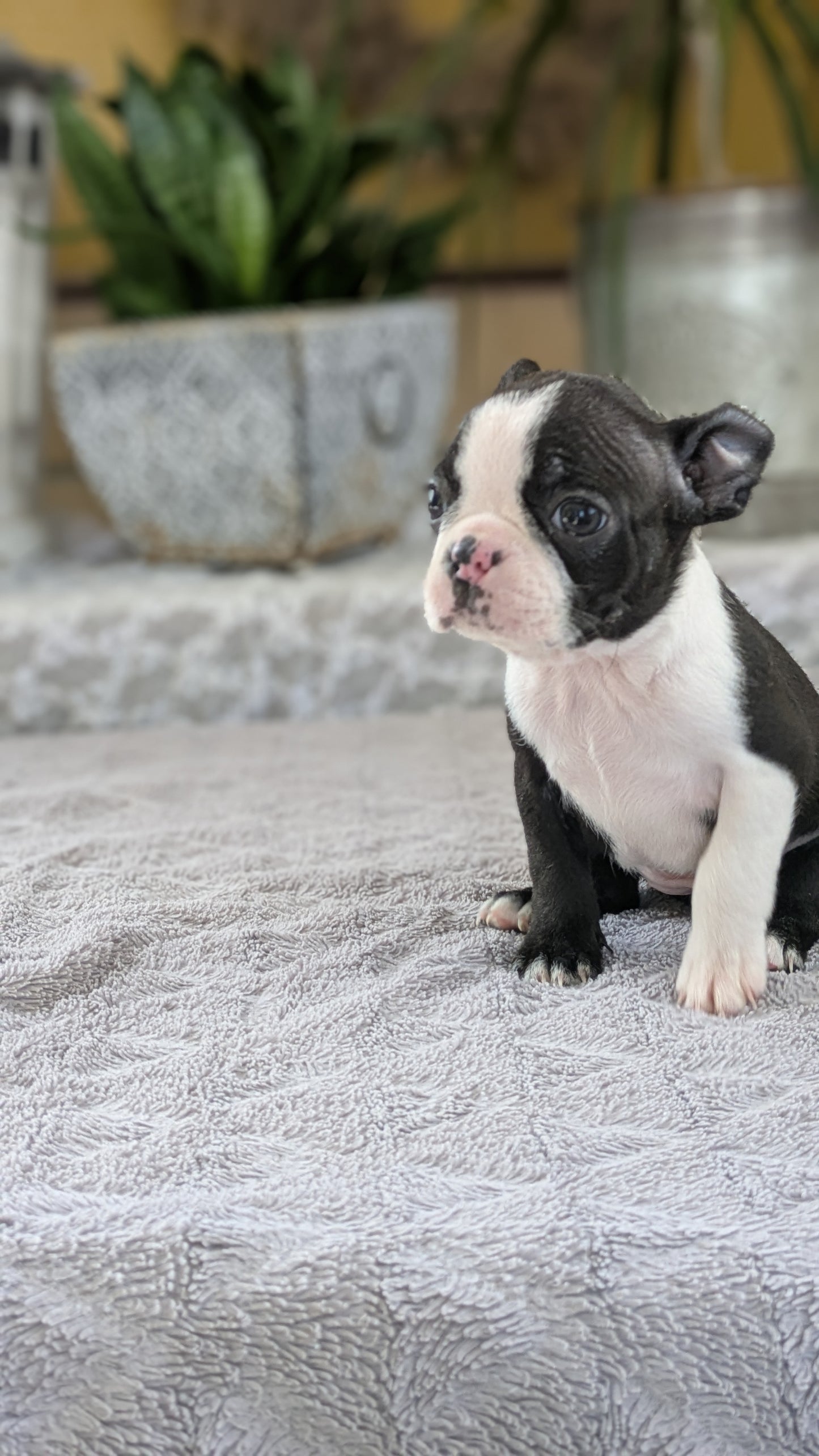 BOSTON TERRIER (12/09) FEMALE