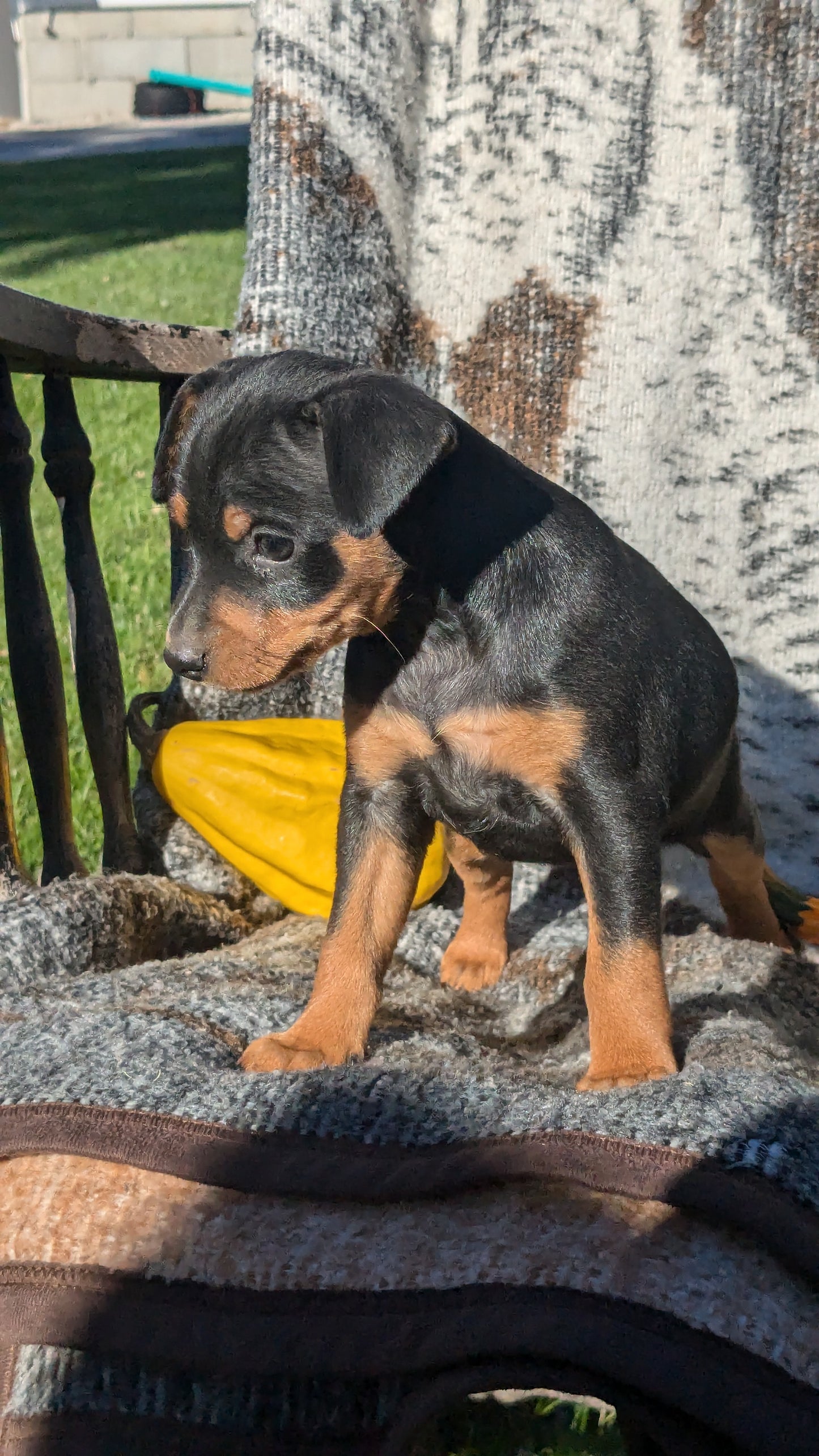 MINI PINSCHER (08/24) FEMALE