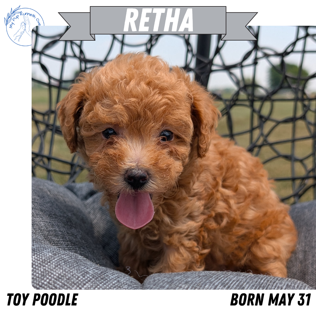 TOY POODLE (05/31) FEMALE