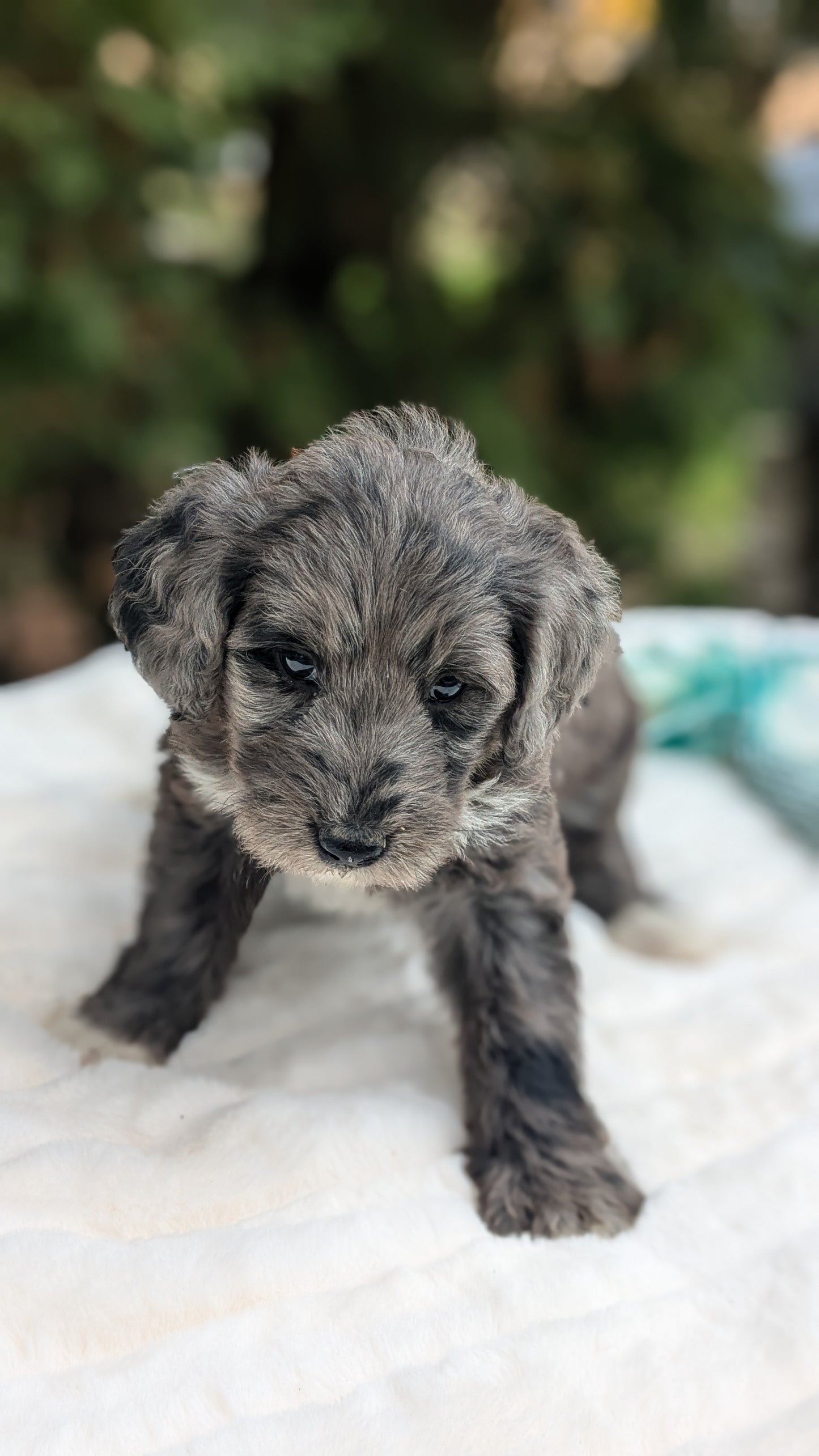 MINI BERNEDOODLE (09/24) FEMALE