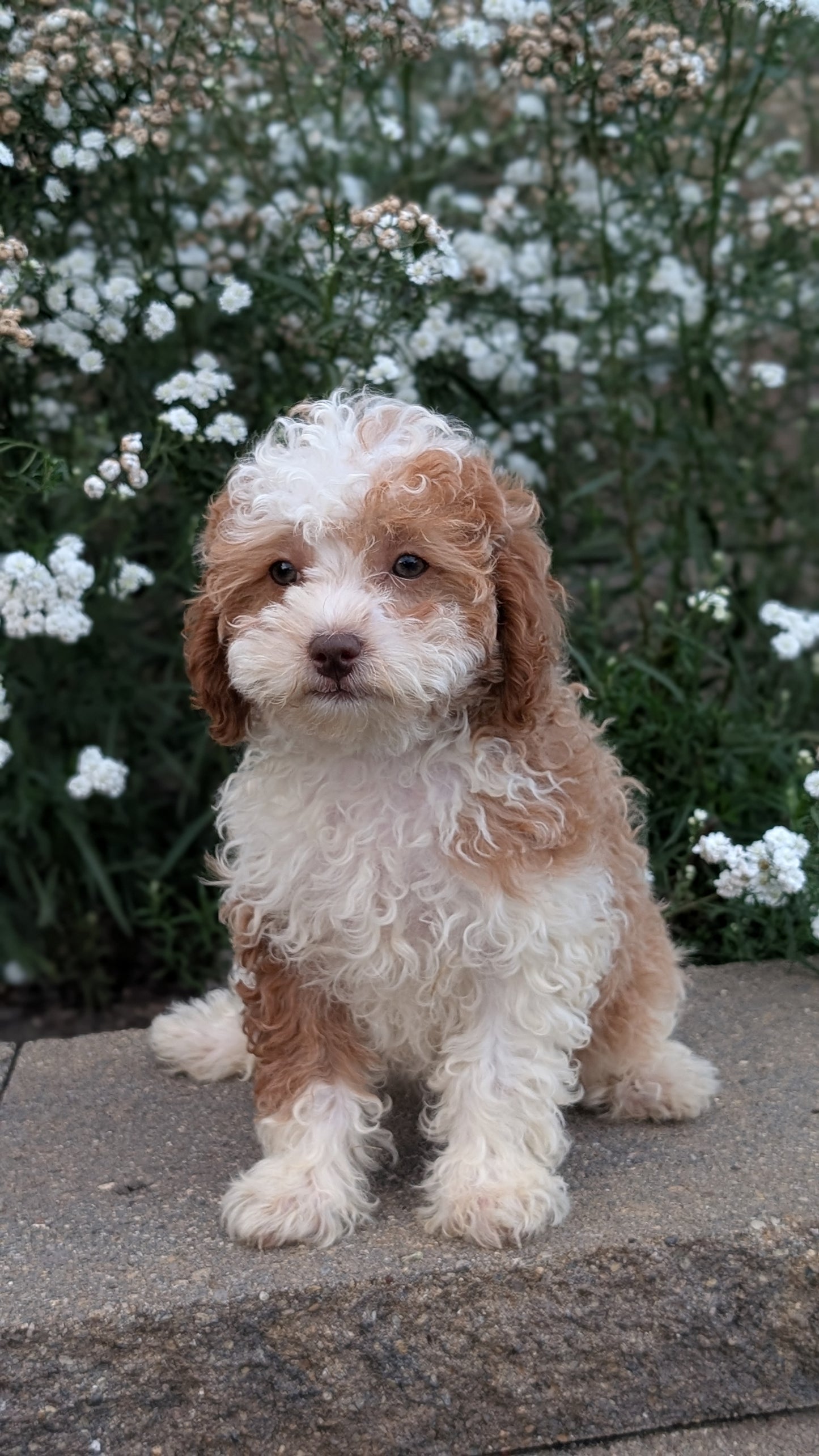 CAVAPOO (05/29) FEMALE