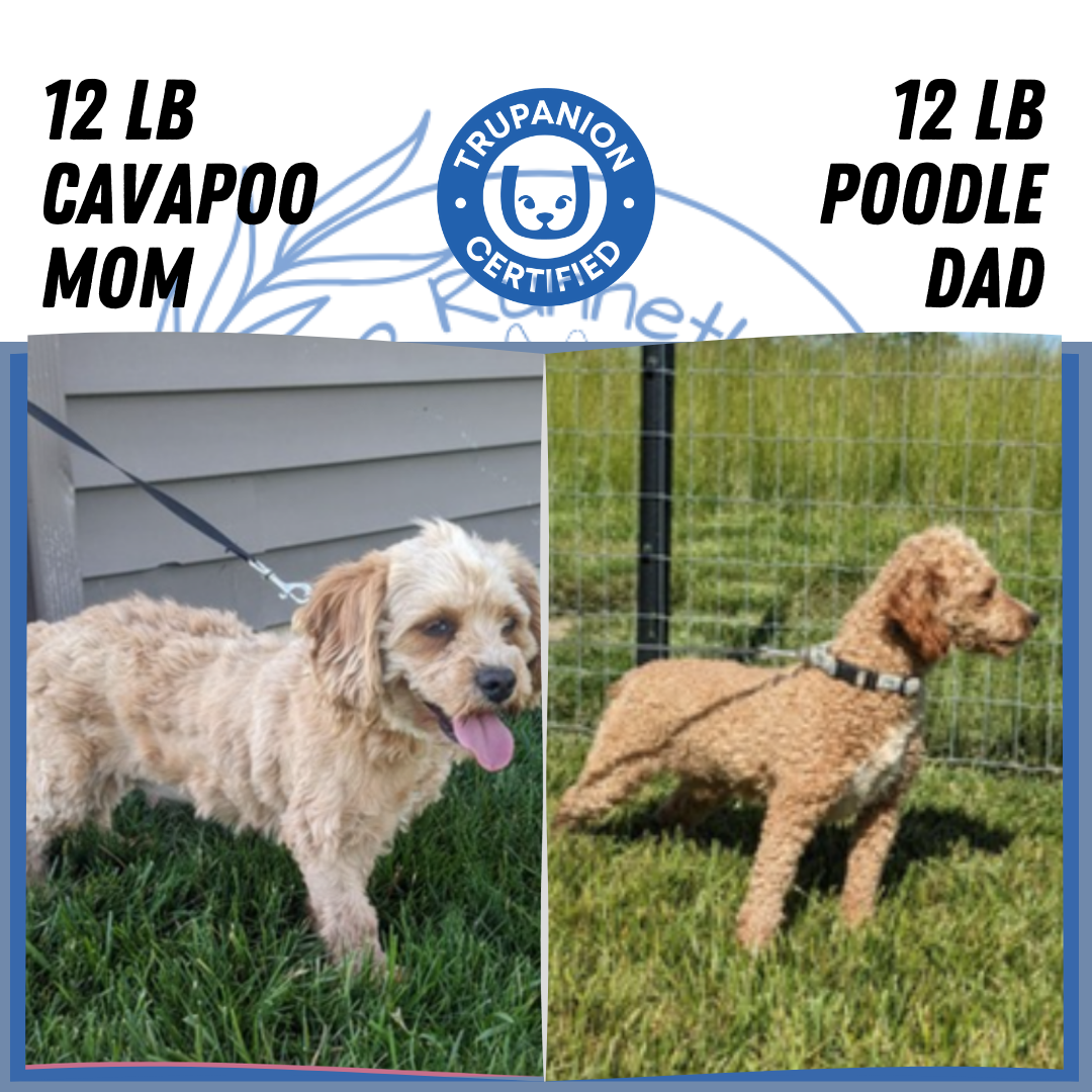 CAVAPOO (07/26) MALE