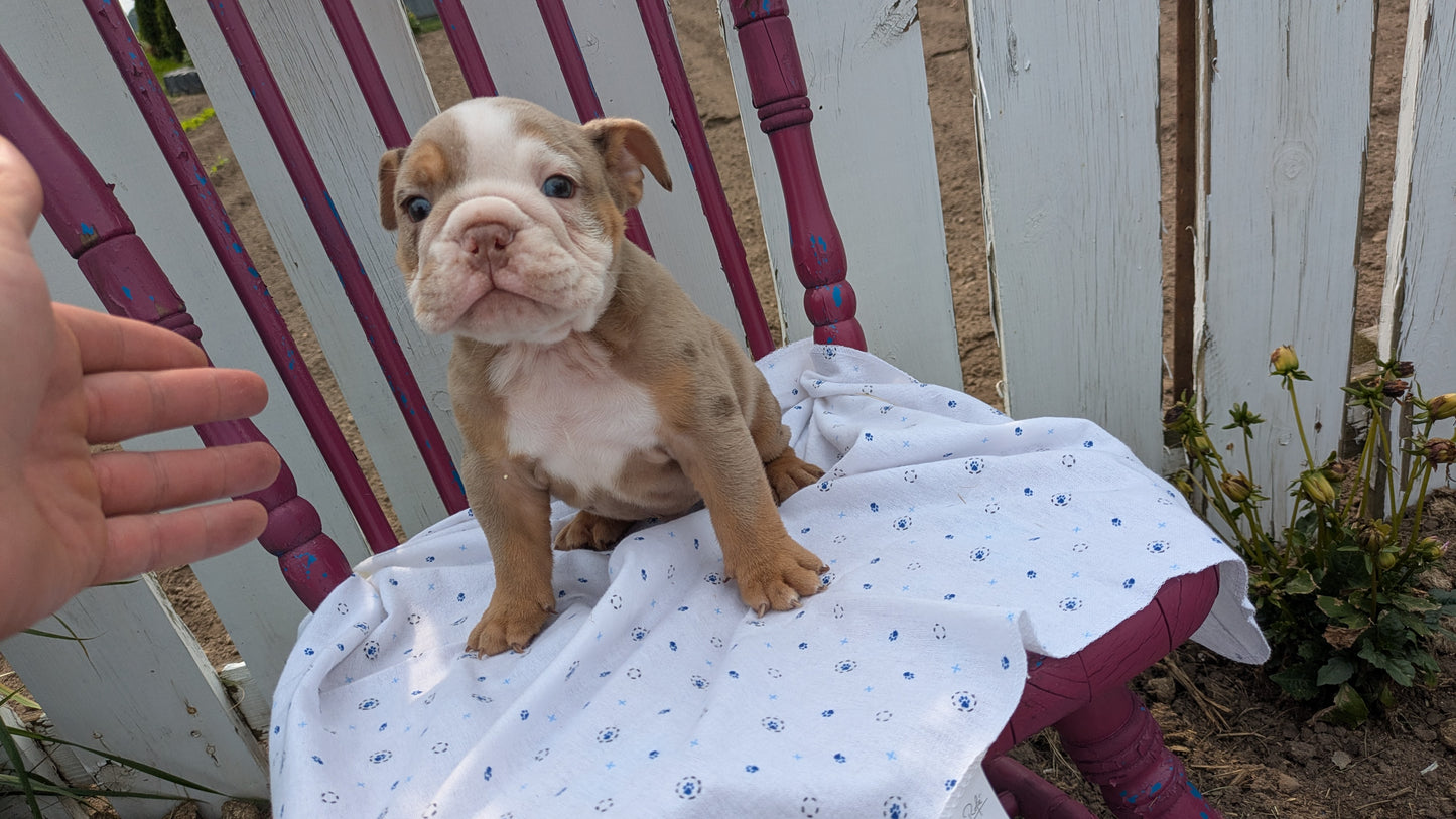 ENGLISH BULLDOG (04/18) MALE
