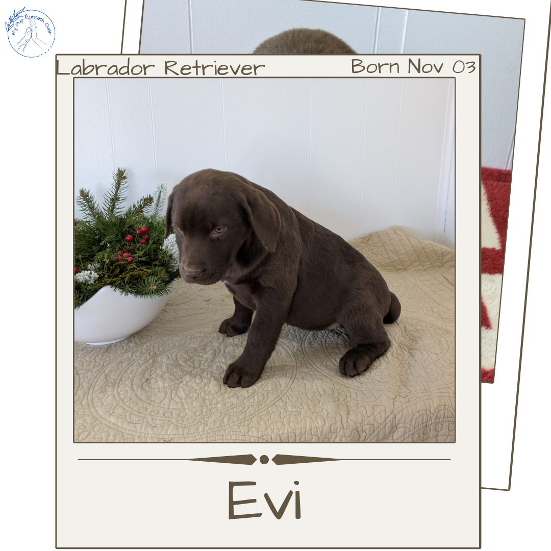 LABRADOR RETRIEVER (11/03) FEMALE