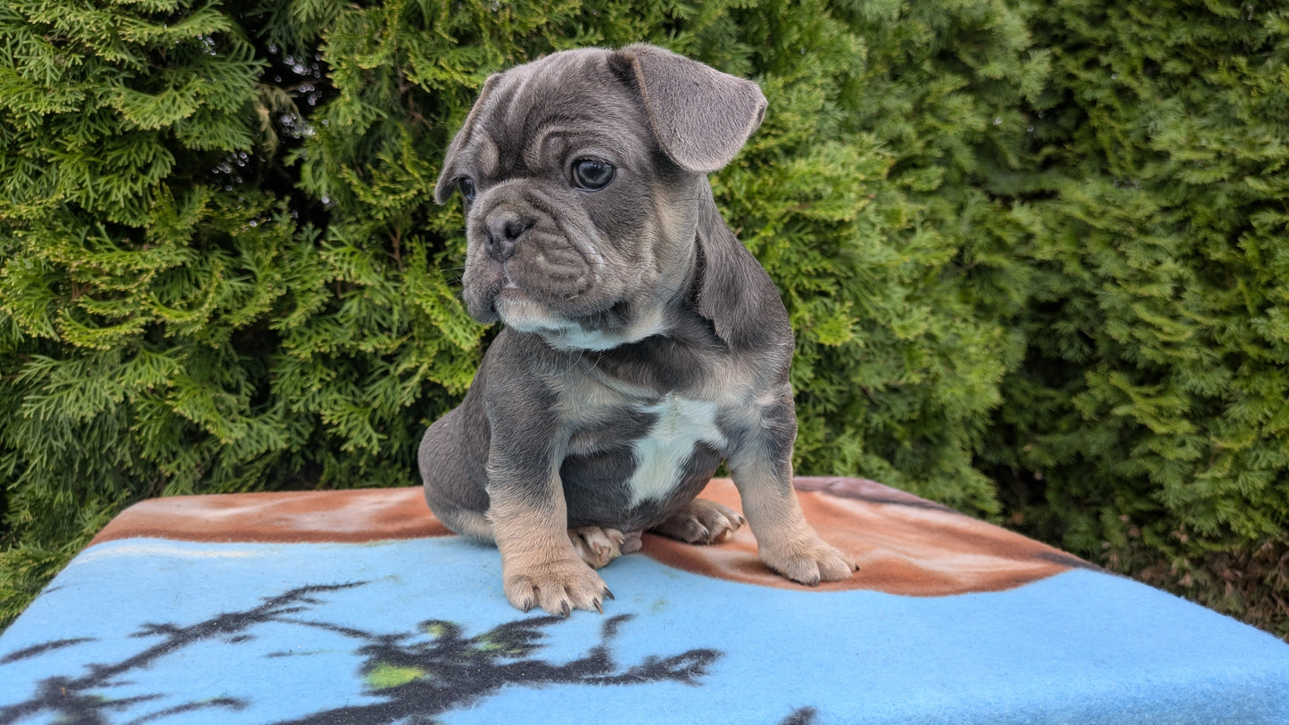FRENCH BULLDOG (03/04) MALE