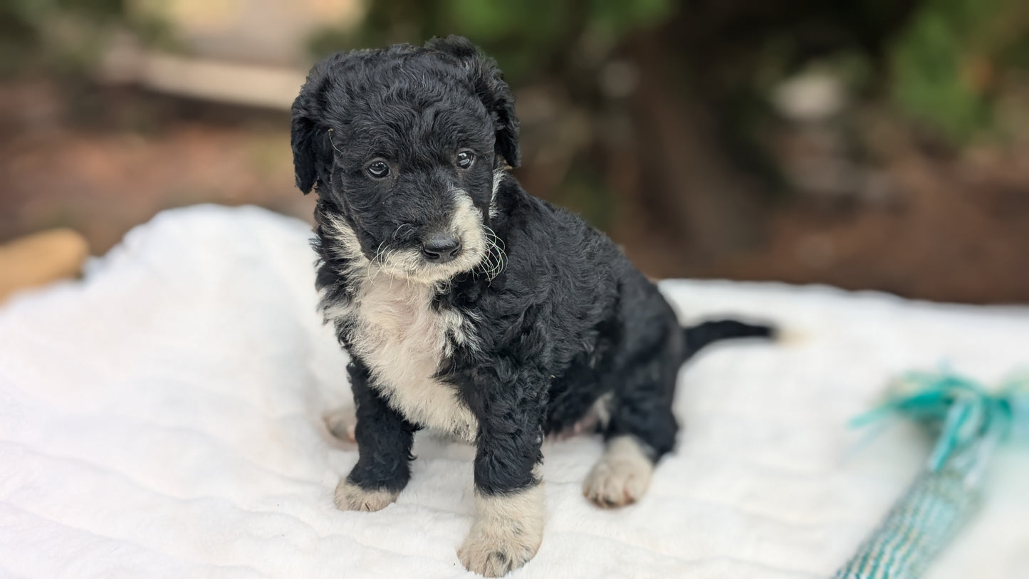MINI BERNEDOODLE (09/24) FEMALE