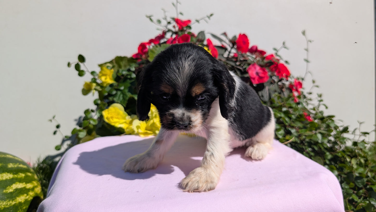 COCKER SPANIEL (07/16) FEMALE