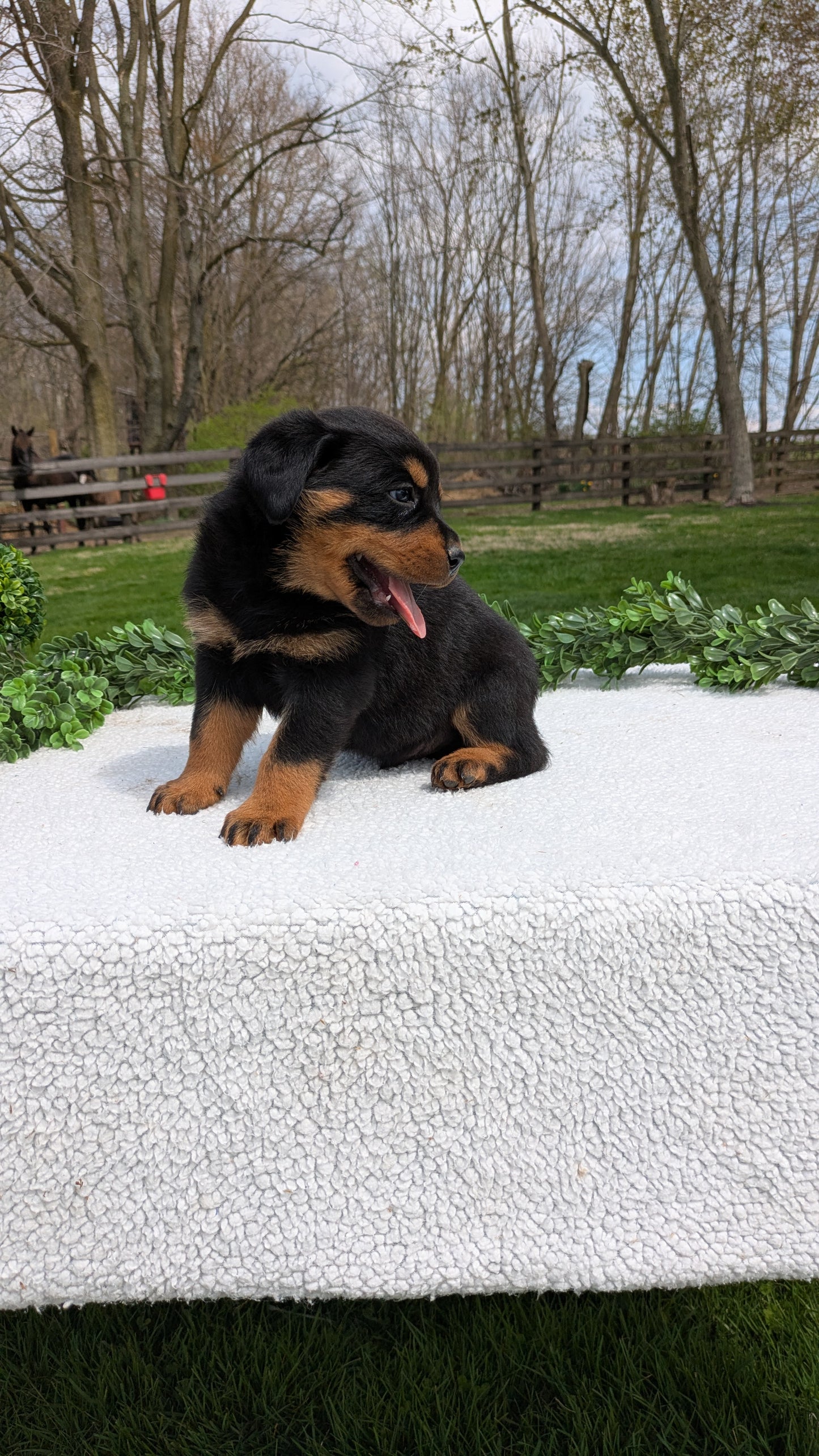 ROTTWEILER (03/18) MALE