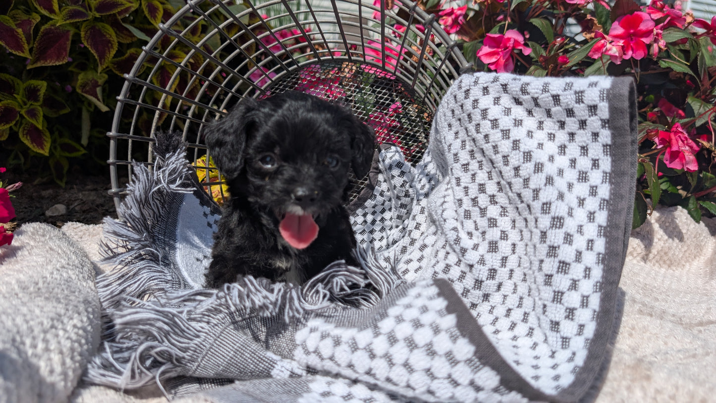 CAVAPOO (06/28) MALE