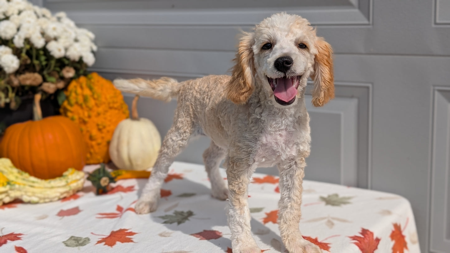 MINI AUSSIEDOODLE (06/21) MALE