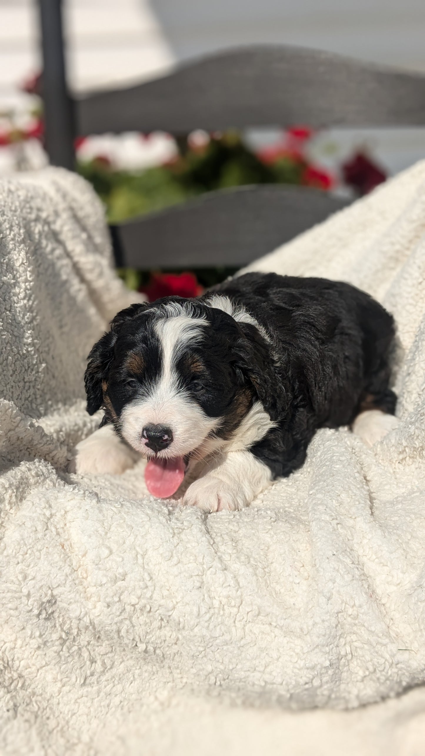 BERNEDOODLE (07/15) FEMALE