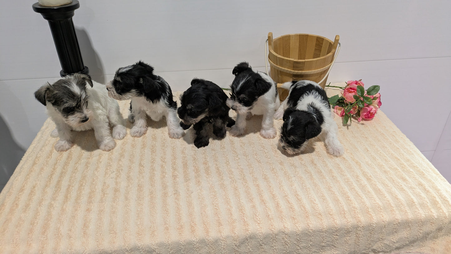 MINI SCHNAUZER (02/18) MALE