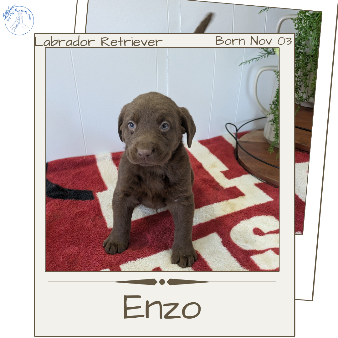 LABRADOR RETRIEVER (11/03) MALE