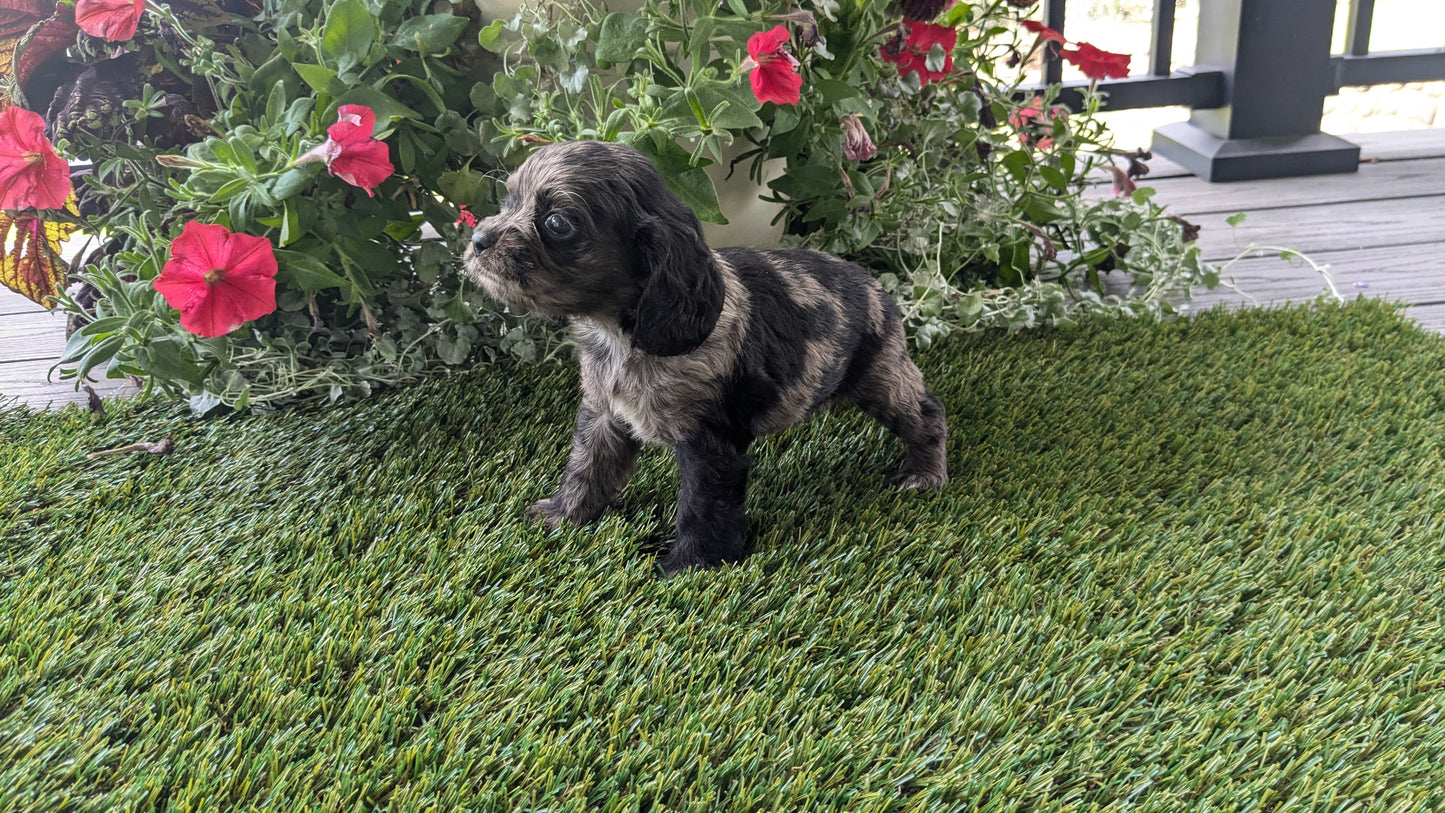 COCKER SPANIEL (07/24) FEMALE