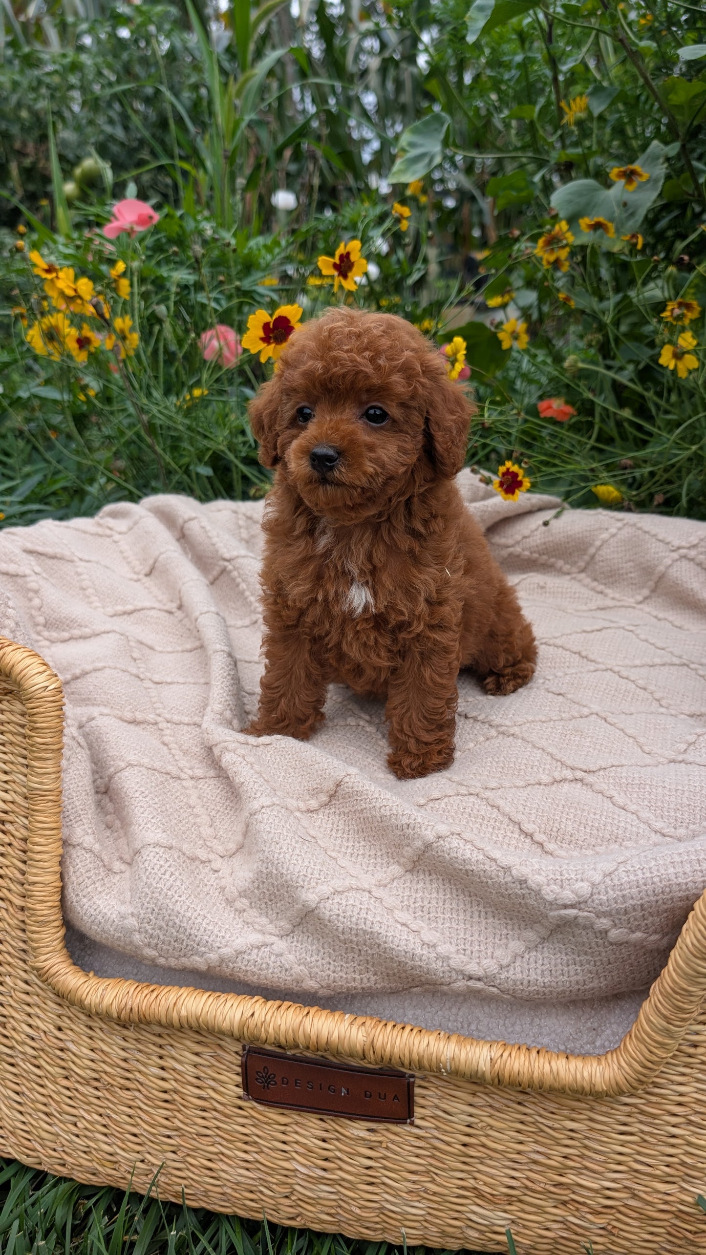 TOY POODLE (07/01) FEMALE