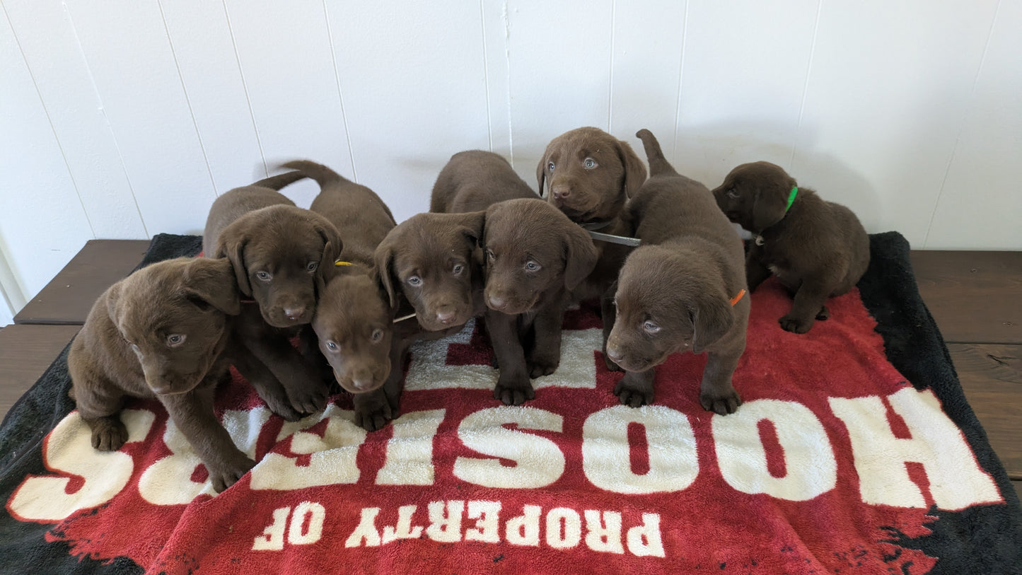 LABRADOR RETRIEVER (11/03) MALE