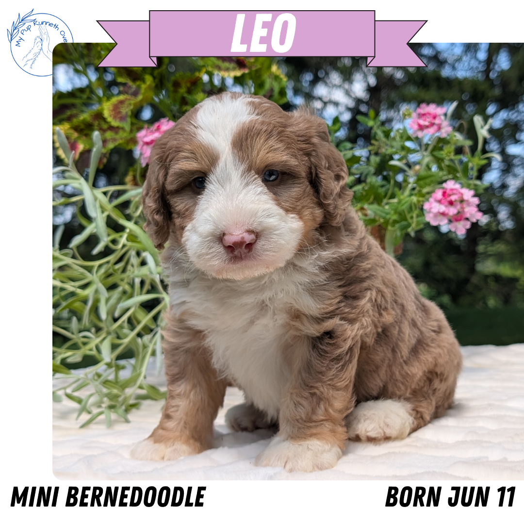 MINI BERNEDOODLE (06/11) MALE