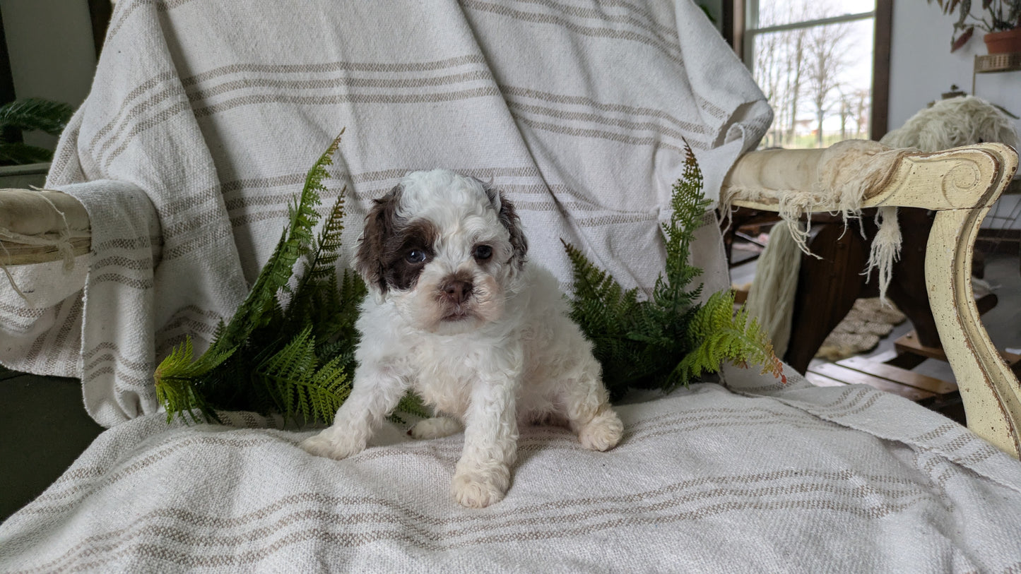 COCKAPOO (03/03) FEMALE