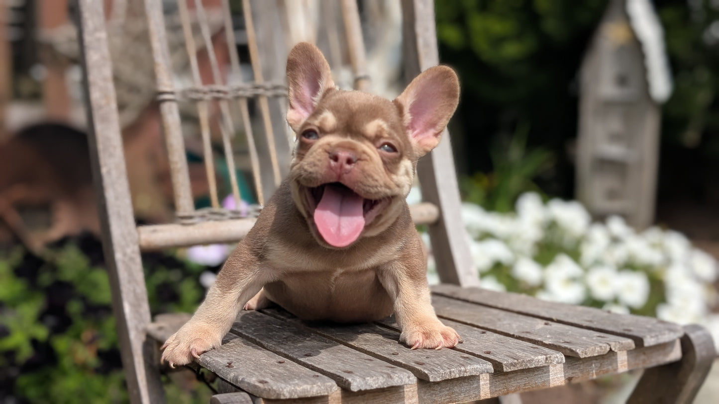 FRENCH BULLDOG (07/11) MALE