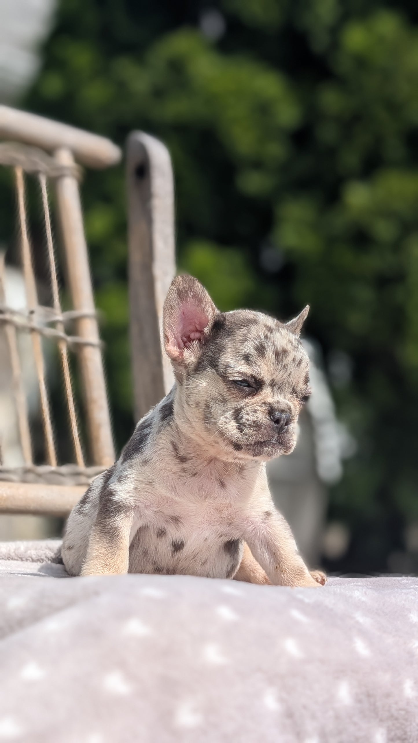 FRENCH BULLDOG (07/11) FEMALE