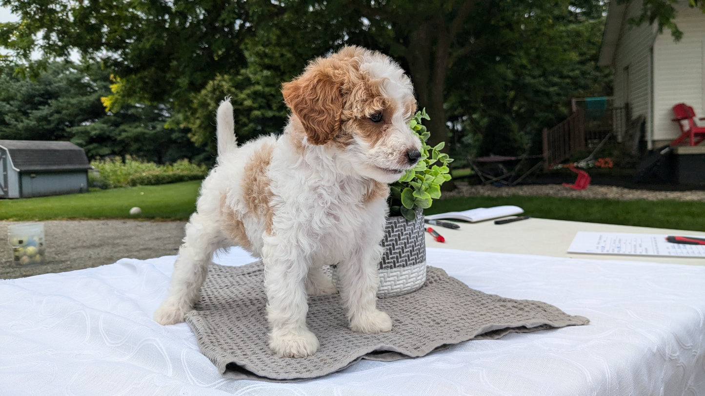 MINI GOLDENDOODLE (06/09) FEMALE