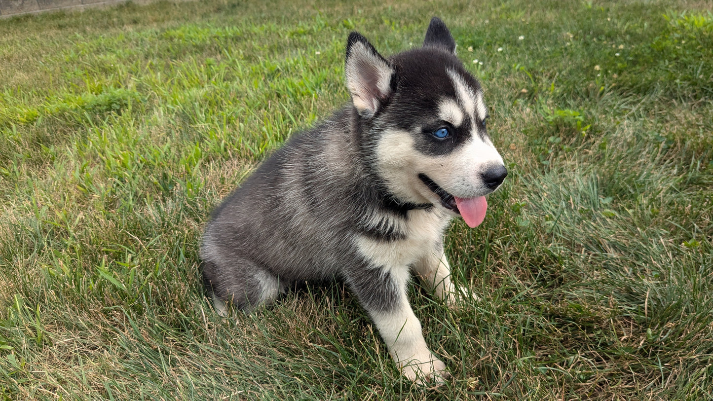 SIBERIAN HUSKY (06/22) MALE
