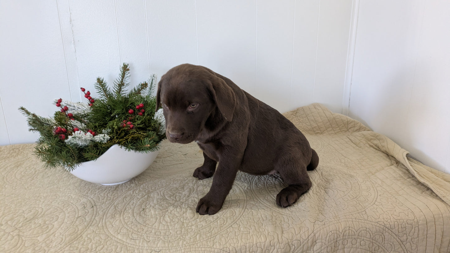 LABRADOR RETRIEVER (11/03) FEMALE