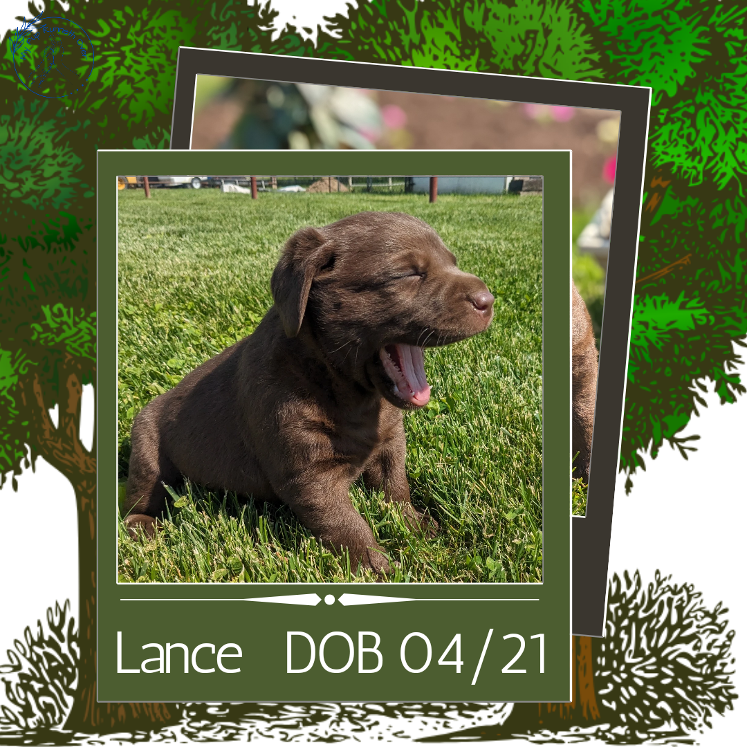 CHOCOLATE LAB (04/21) MALE